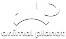 Animal planet logo